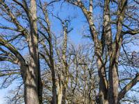 Durch malerische Eichenbaum Allee am Ostuferweg